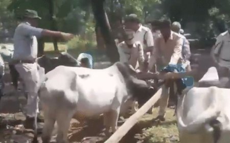 Forest department team attacked while removing encroachment from forest land in Katni's Biharia