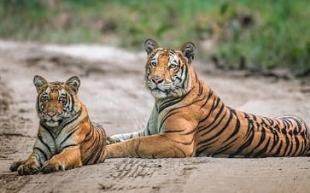 Bihar becomes an example in tiger conservation, eight-fold increase in the number of tigers, new tiger reserve proposed
