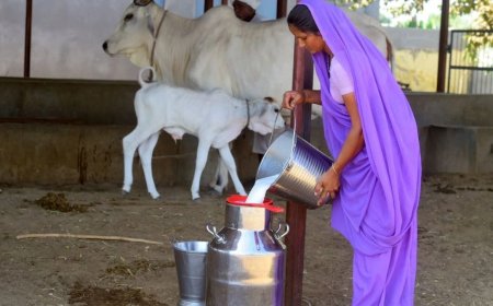 5 dairy plants will be set up in these five districts of Bihar, Know who got how much benefit in Nitish cabinet