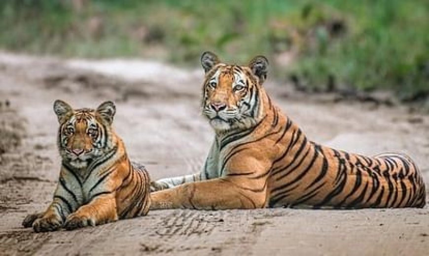 बाघ संरक्षण में बिहार बना उदाहरण, बाघों की संख्या में आठ गुना वृद्धि, नया टाइगर रिजर्व प्रस्तावित