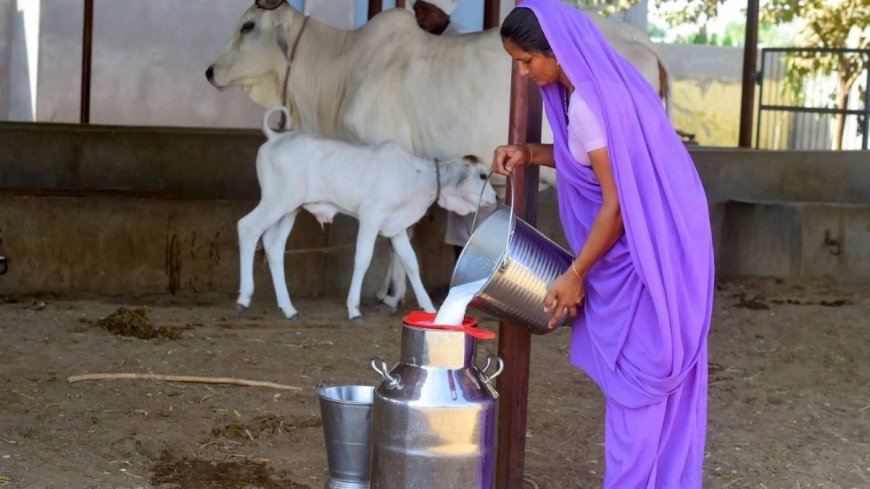 बिहार के इन पांच जिलों में लगेंगे 5 डेयरी प्लांट, जानें नीतीश कैबिनेट में और किसे मिला कितना फायदा